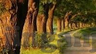 大象传媒软件免费下载-免费下载大象传媒软件，解锁娱乐与信息的新窗口