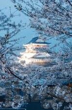 大象视频导航回家-奇迹之旅，大象的智慧与视频导航回家的故事